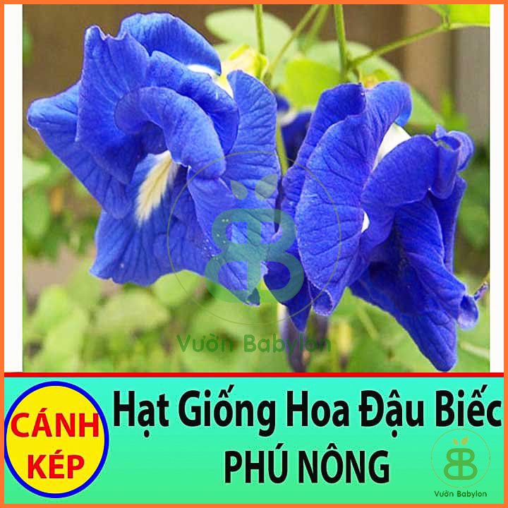 Hạt giống hoa đậu biếc kép 10 hạt nhiều cánh, dễ trồng