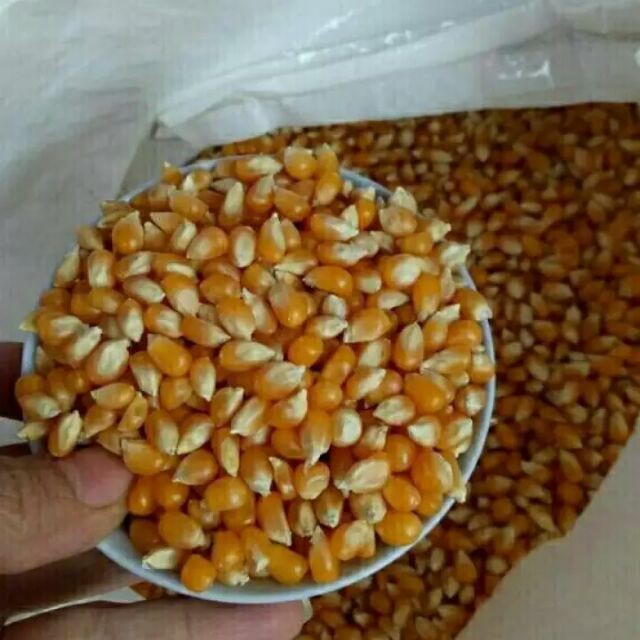 1kg bắp mỹ nổ bắp mỹ rang bơ bắo mỹ bổng ngô bổng ngô nổ bắp mỹ vàng làm bắp rang bơ loại ngon hạt to
