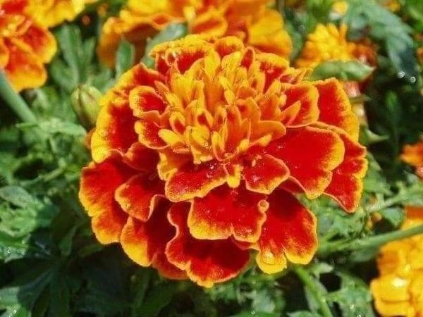 Hạt giống cúc vạn thọ ban mai( vạn thọ viền) gói 100 hạt