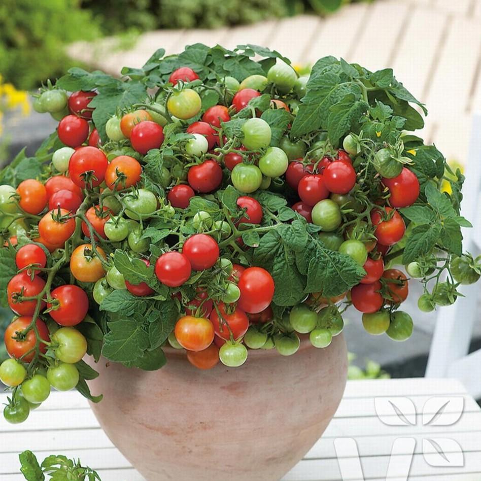 Hạt Giống Cà Chua BonSai Đỏ ( 30 Hạt)