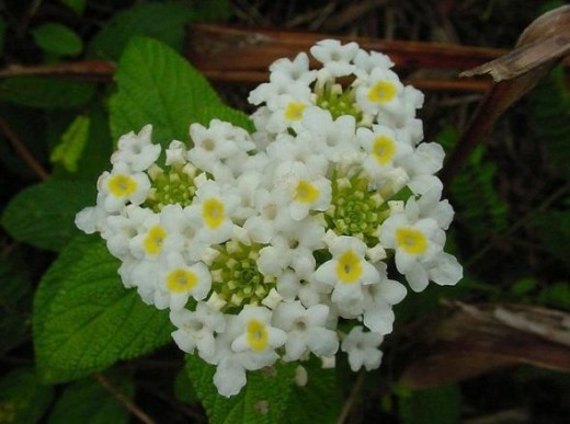 Chậu cây giống hoa ngũ sắc màu trắng rũ - Màu hiếm dành cho khách sưu tầm