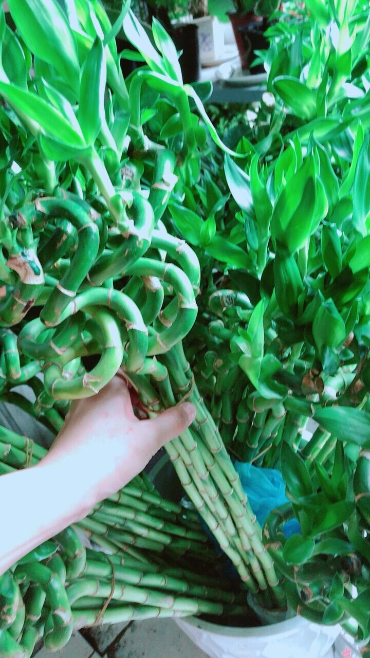 Bó Trúc Phát Tài Xoắn Cao 50Cm