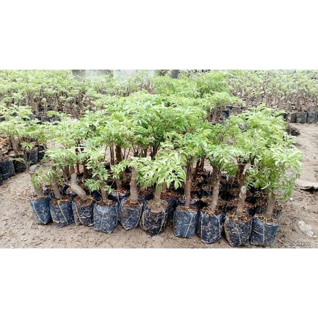 (xả kho đón tết) Cây Đinh Lăng Giống