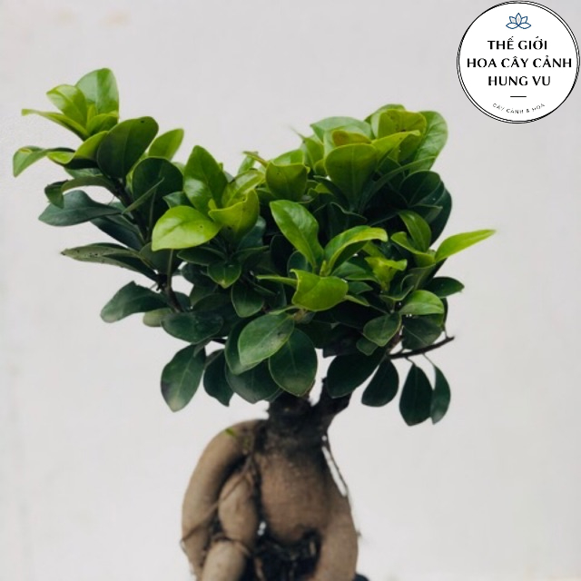 Cây bonsai si nhật- bonsaimini.