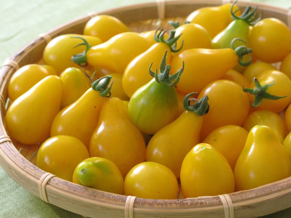 "Gói 30 Hạt " Hạt giống cà chua quả lê vàng
