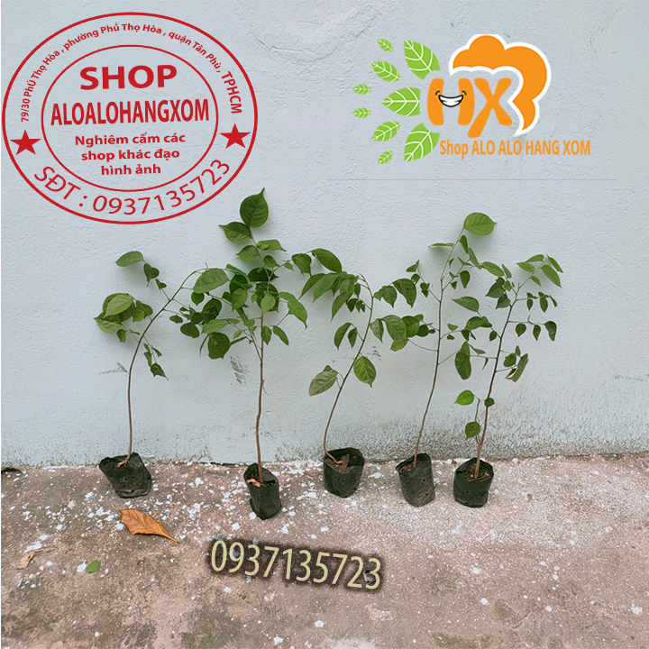 [HCM]combo 5 cây giáng hương cây giống