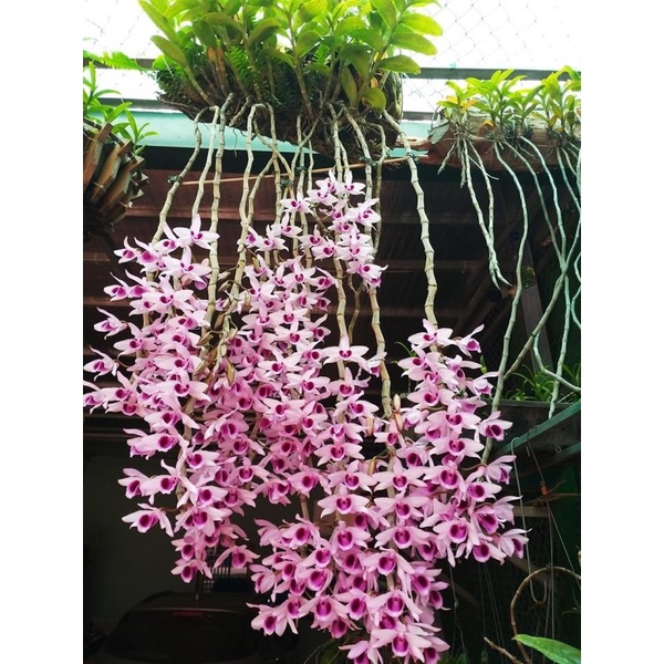 Hoa phong lan (kie) phi điệp tím đậm hoà bình