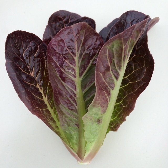 Hạt Giống Xà Lách Romaine Đỏ (2gr)