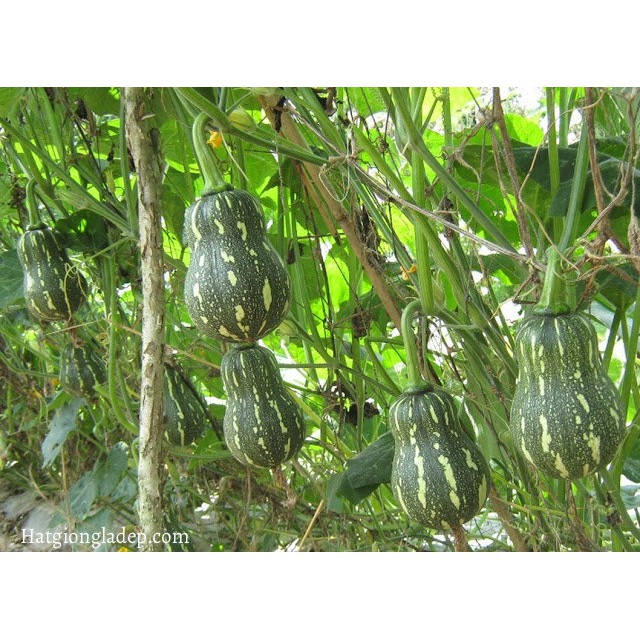 Hạt Giống Bí Hạt Đậu - 10 Hạt