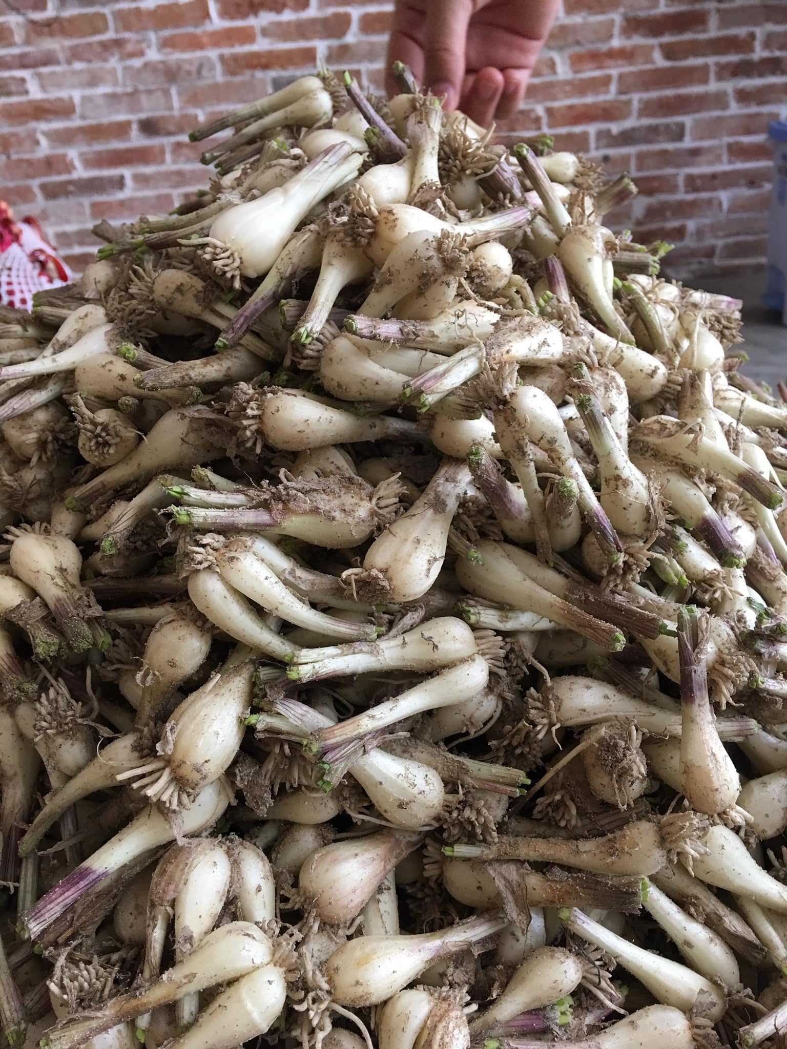 1KG củ kiệu nông sản Việt