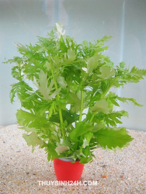 Thủy Cúc Thủy Sinh (10 Nhánh)