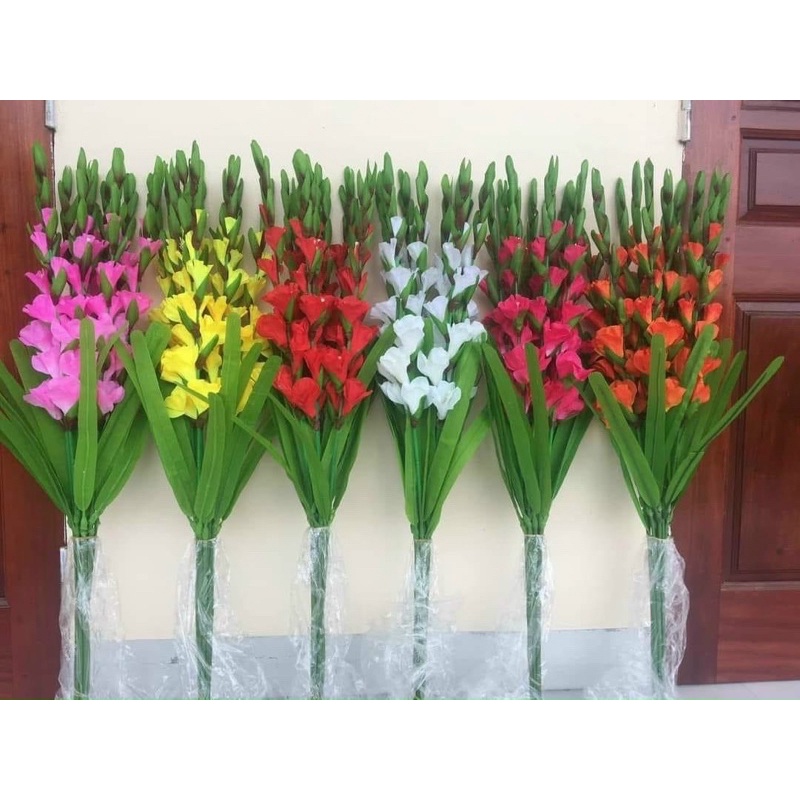combo 10 củ  Hoa lay ơn đủ màu