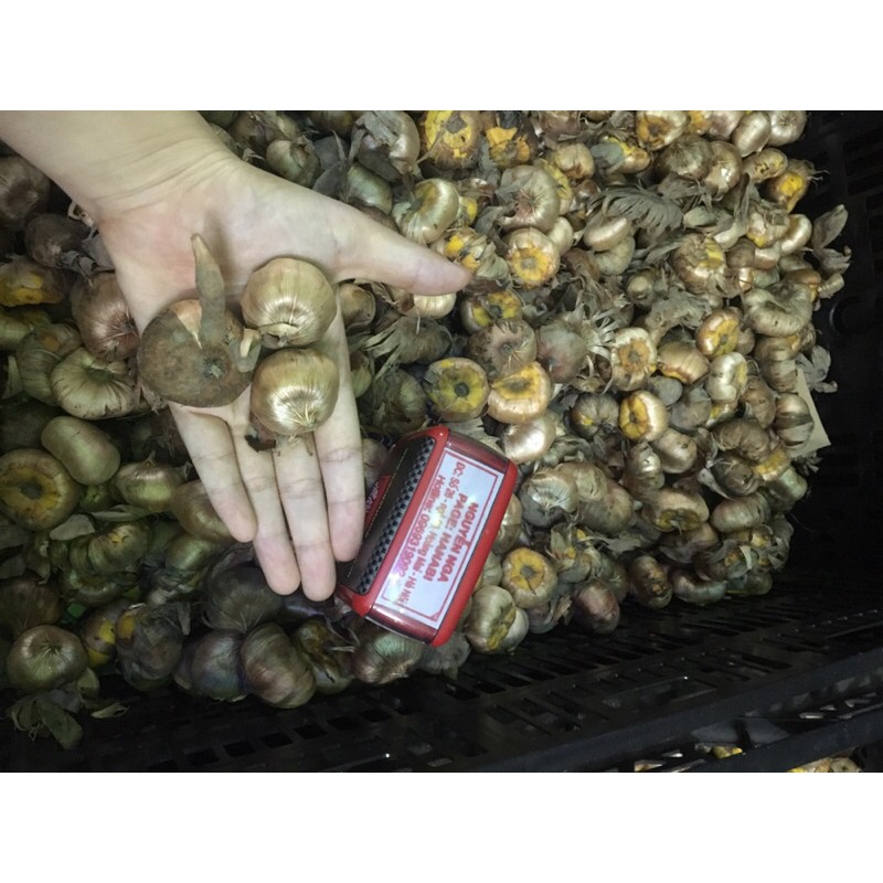Củ Giống Hoa Lay Ơn Xanh
