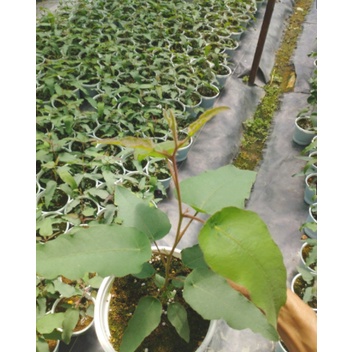 Cây khuynh diệp chanh/bạch đàn chanh/Lemon eucalyptus siêu thơm và ngừa trùng - Trang Flowers
