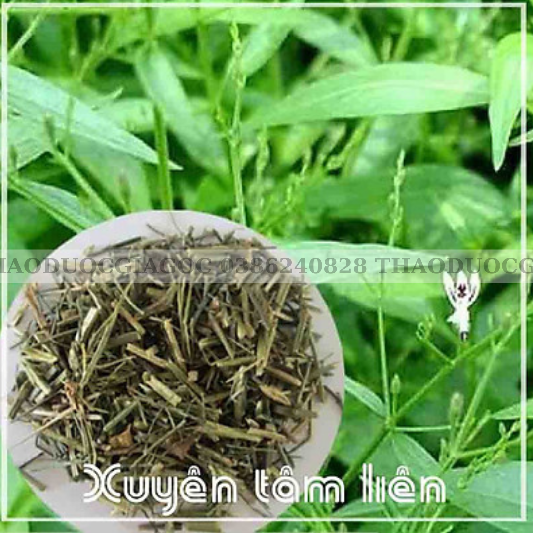 1kg xuyên tâm liên( khô ,thơm ,sạch)