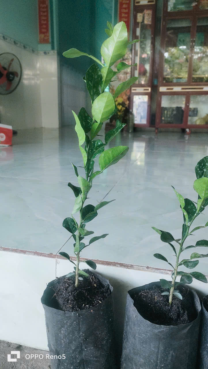 Chanh thái. Cây chúc.10 CÂY ĐẸP. 500K