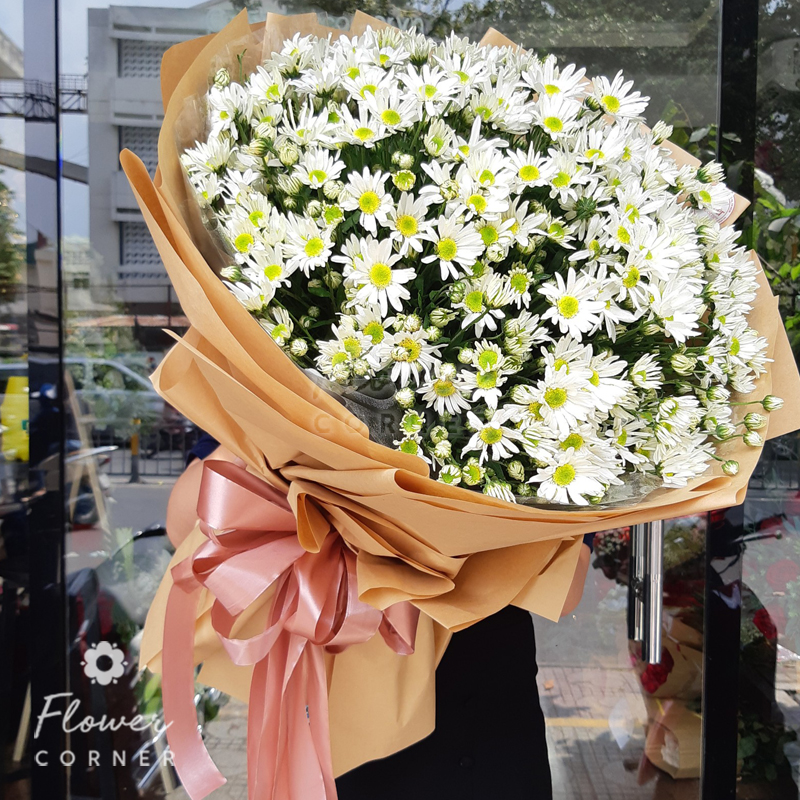50 cây giống cúc hoạ mi