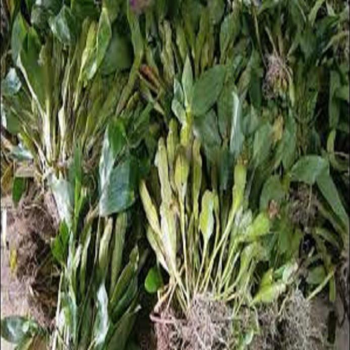 [FREESHIP - Xả Khô Máu] Hoa phong lan - kiều dẹt (khóm 3 cây,cao 35cm, bộ rễ khỏe)+ 700g phân thỏ hữu cơ