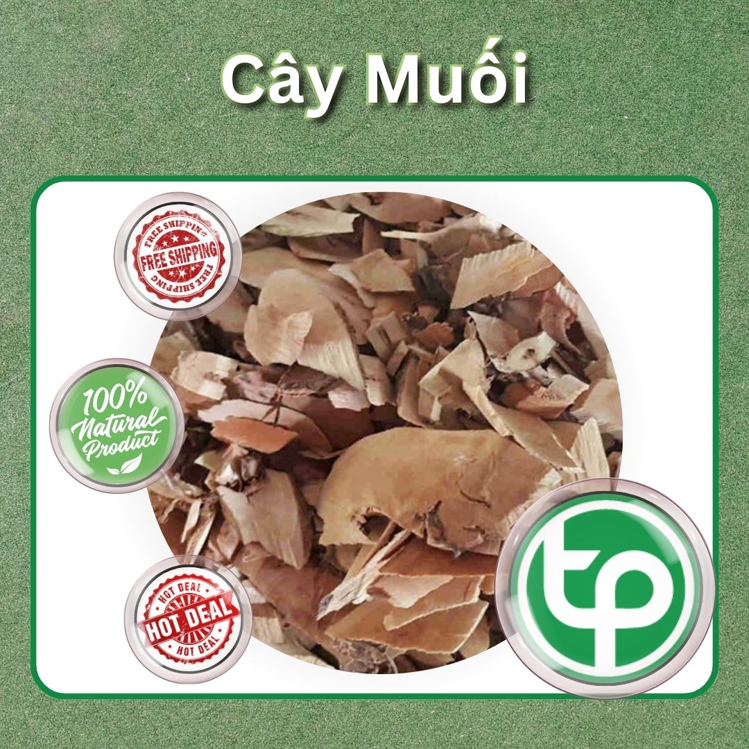 [Hàng mới về] Cây muối sấy khô 1kg - Hỗ trợ cải thiện sức khỏe người sử dụng