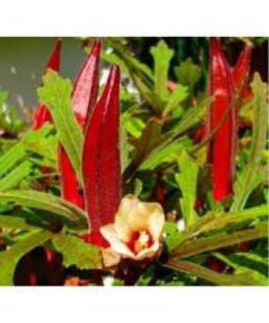 HẠT GIỐNG ĐẬU BẮP TÍM GÓI 5GR