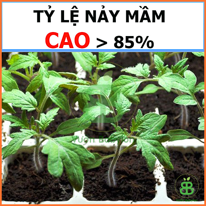 Hạt Giống Cà Chua Bi Lùn Vàng Sai Trái