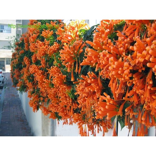 CHẬU CÂY GIỐNG HOA LEO CHÙM ỚT (HOA LEO RẠNG ĐÔNG, HOA LỬA ) SIÊU ĐẸP