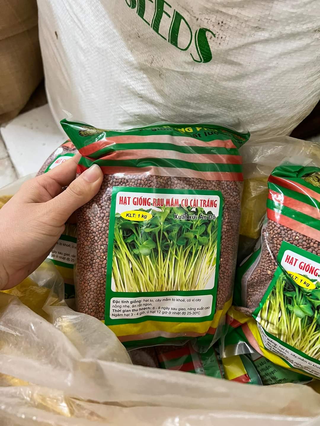 Hạt giống rau mầm củ cải trắng 1Kg (Hạt giống to, rau mầm lớn nhanh, ăn ngon)