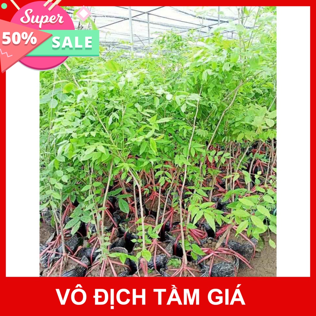 Giống Chuẩn (GIÁ SỈ) CÂY GIỐNG HOA TỬ ĐẰNG