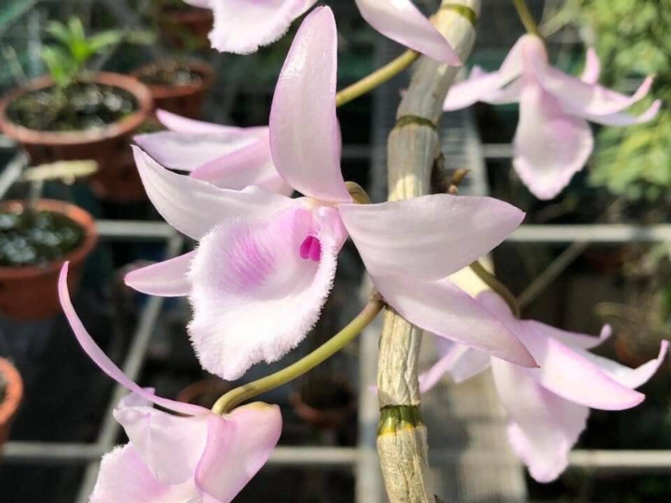 Phi điệp Hồng Trời Đánh gieo hạt Chậu 52