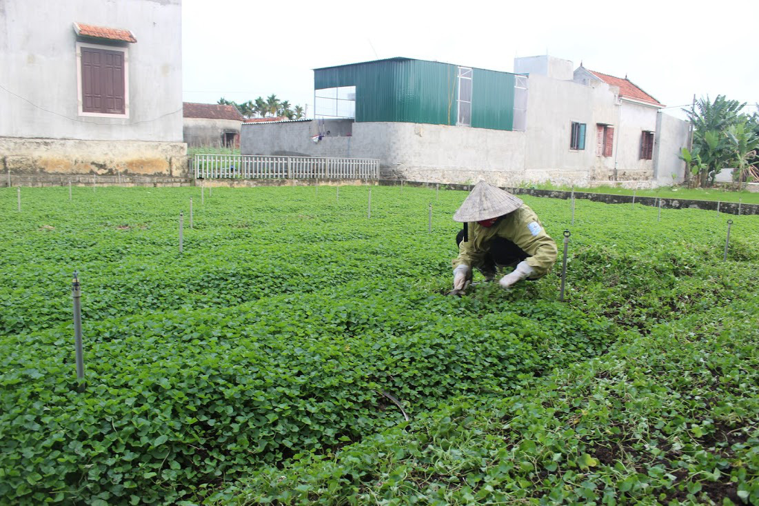 1GR - HẠT GIỐNG RAU MÁ LÁ NHỎ