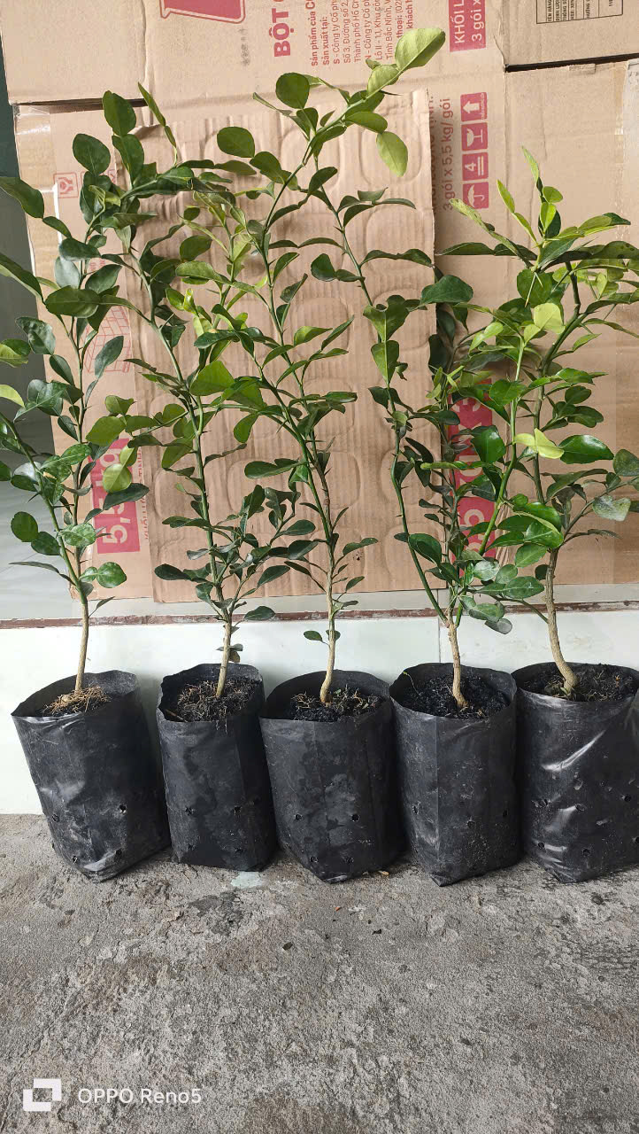 Cây chúc. Chanh thái. 5 cây. HÀNG ĐẸP