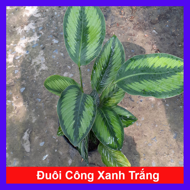 Cây đuôi công xanh trắng - Cây cảnh mini