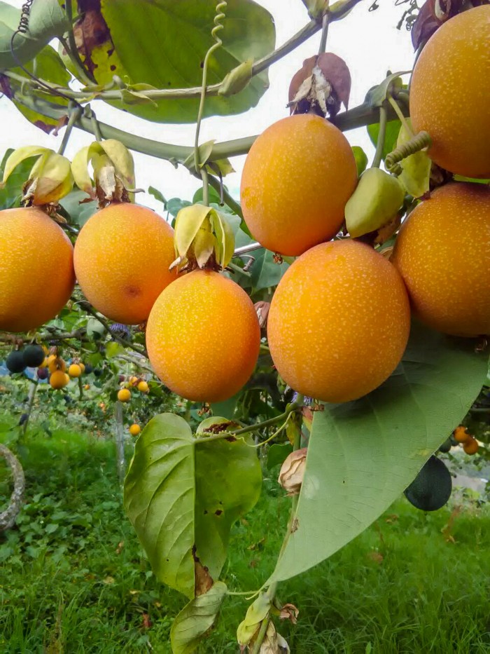 [Cây giống] Chanh leo ngọt vỏ vàng Colombia - Giống siêu ngọt trái to kháng sâu bệnh tốt