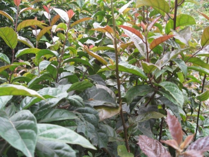 CÂY XẠ ĐEN - cây giống gửi đi nguyên bầu + Tặng 2 Cây Quế Giống