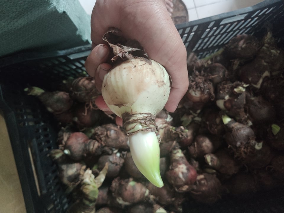 [HCM]củ hoa Huệ tây (bông to) đẹp màu mix