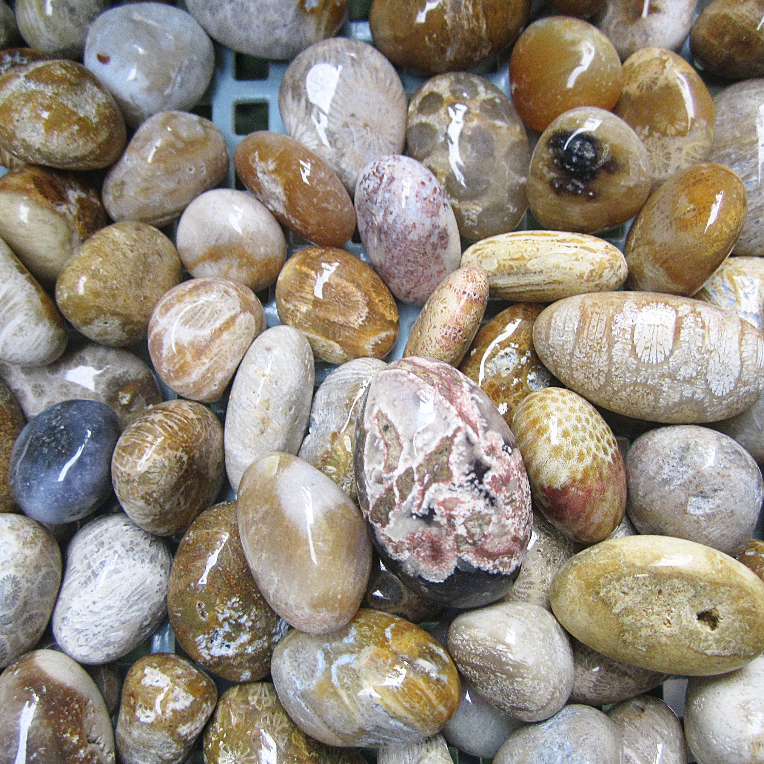 100Gr Đá Hoa Cúc - Coral agate - đá san hô