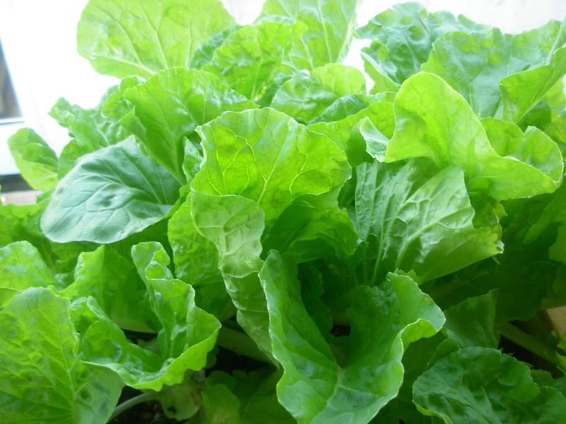 Hạt giống cải bẹ Dún Thái Lan , Gói 10 gram