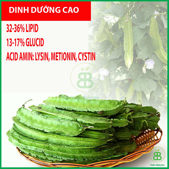 Hạt Giống Đậu Rồng Cao Sản 10Gr
