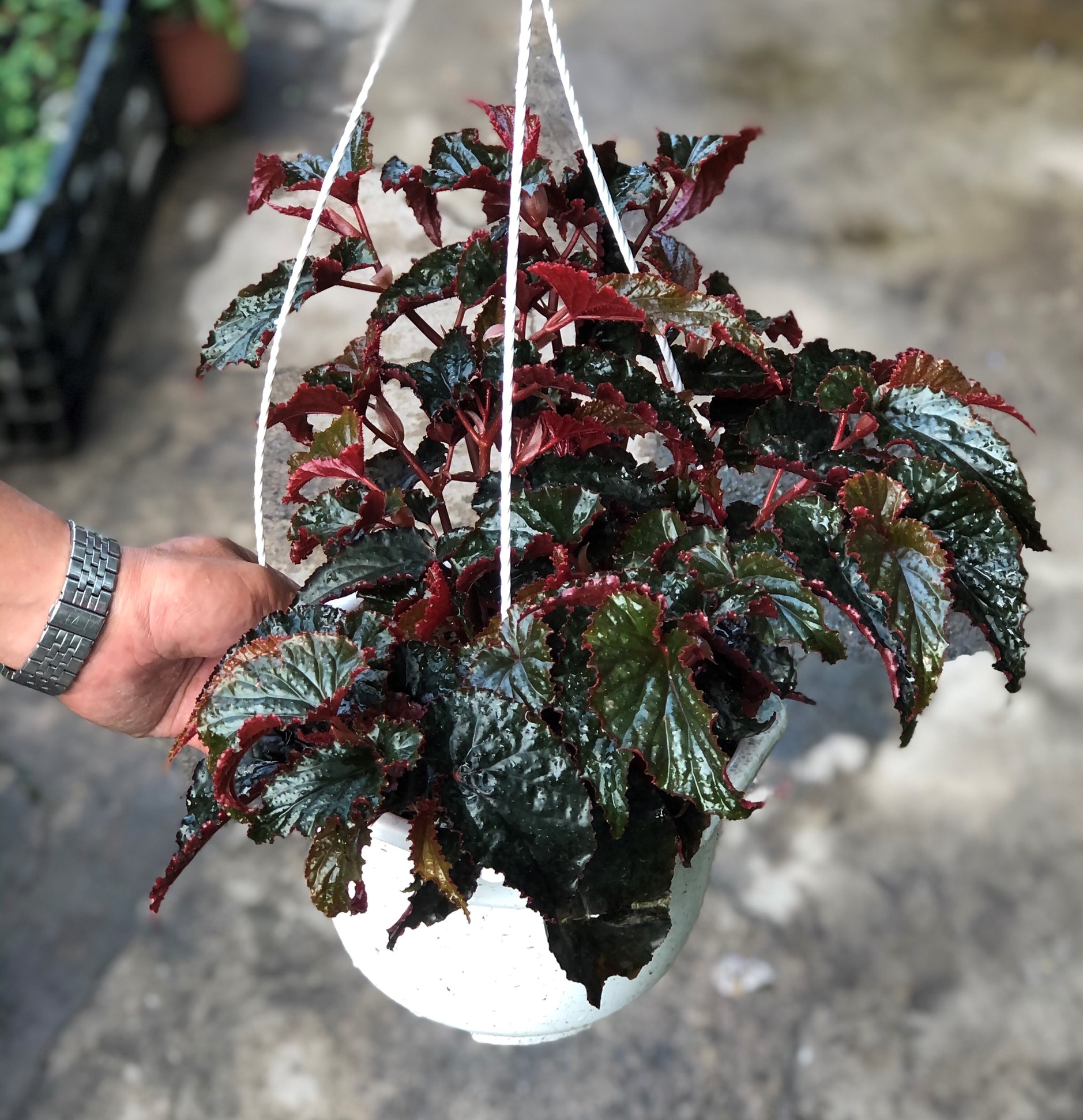 Chậu treo cây Hải Đường lá đỏ