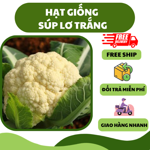 Hạt giống súp lơ trắng, bông cải trắng - dinh dưỡng, năng suất cao