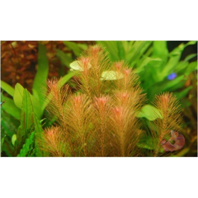 Luân Thảo Đỏ - cây thủy sinh Không Cần C02 và nền
