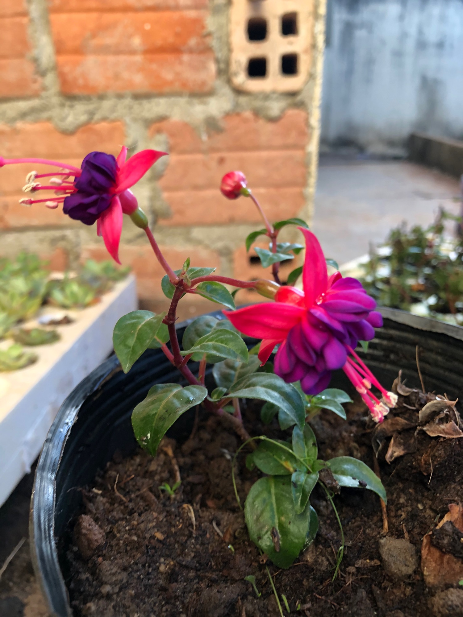 Cây giống hoa lồng đèn 10 cây đẹp chuẩn