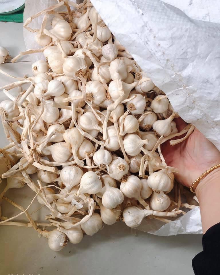1 KG TỎI LÍ SƠN QUÊ TÔI