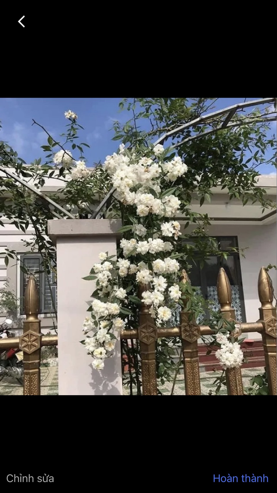 Giống cây hoa hồng Ngỗng Tuyết thân leo hoa đẹp