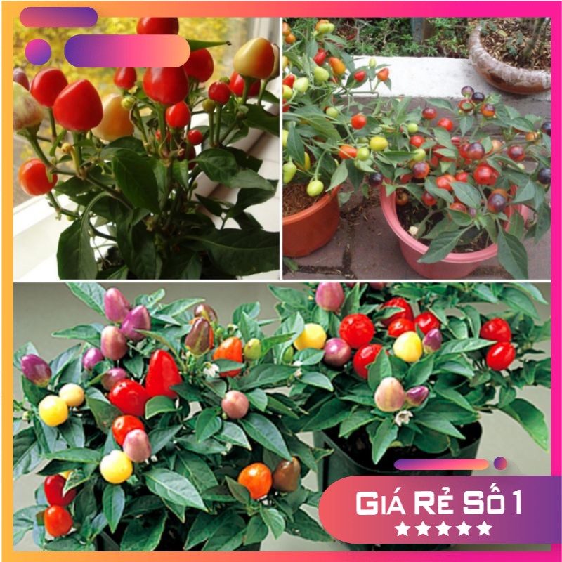 Hạt giống ớt kiểng tròn ngũ sắc - 50 hạt