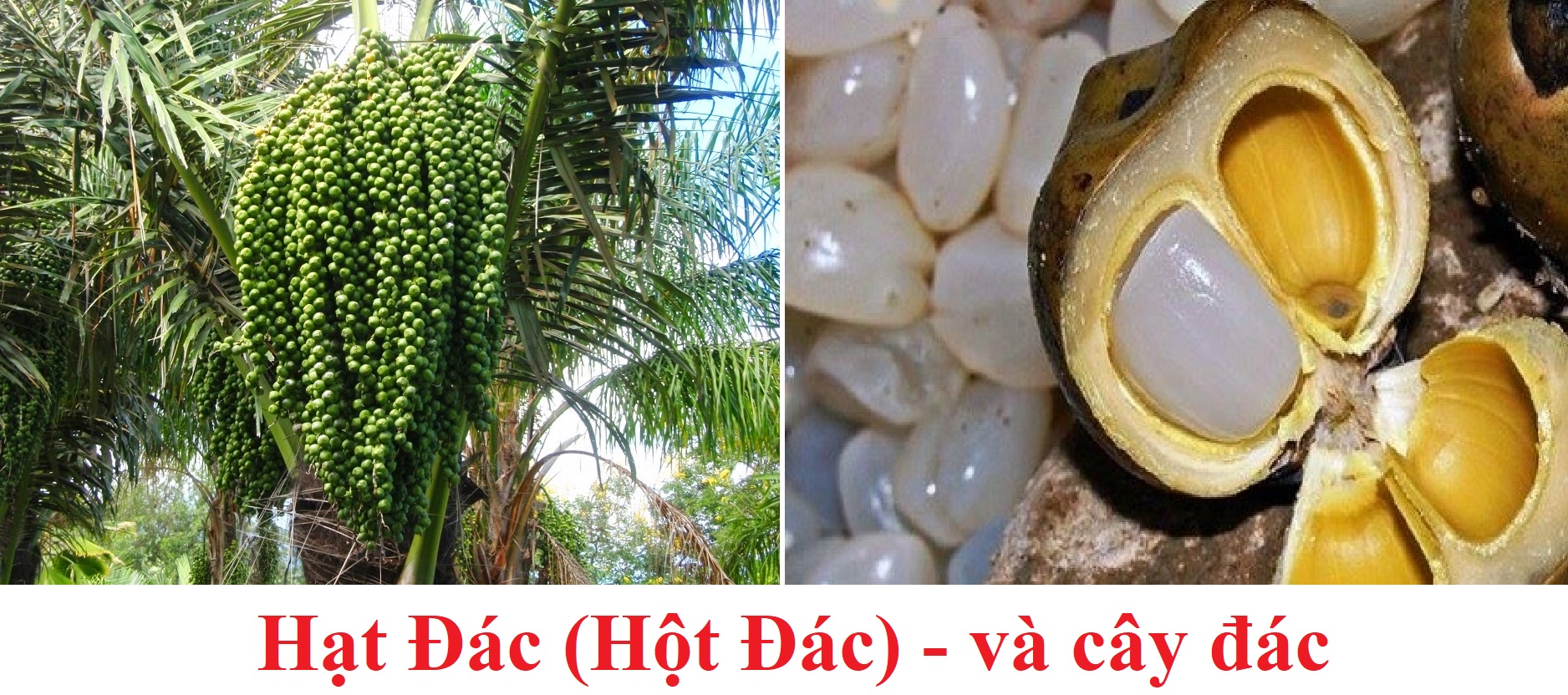 Hạt Đác Nấu Đường Atifood 1kg