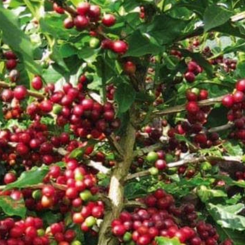500GR cà phê ARABICA 80% & ROBUSTA 20% rang mộc NGUYÊN CHẤT