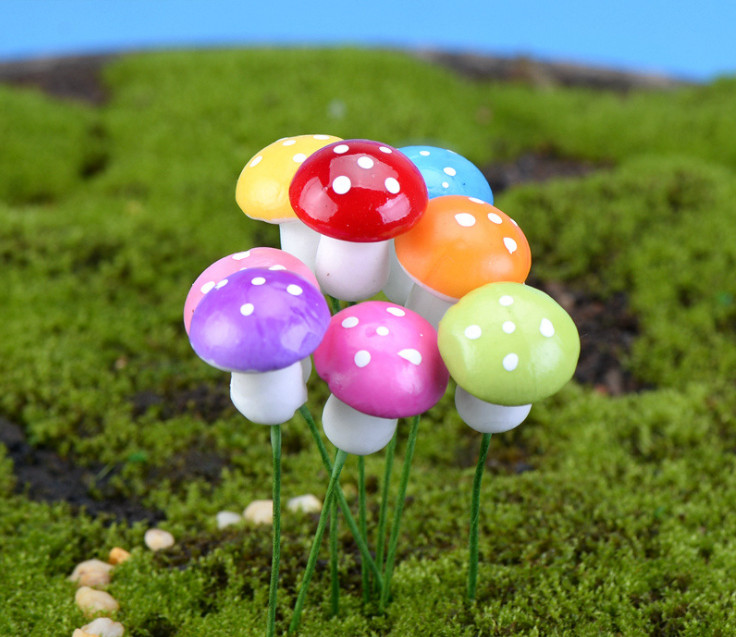 [HCM]Combo 5 cây nấm xốp trang trí tiểu cảnh terrarium chậu cây cảnh sen đá bánh kem xương rồng