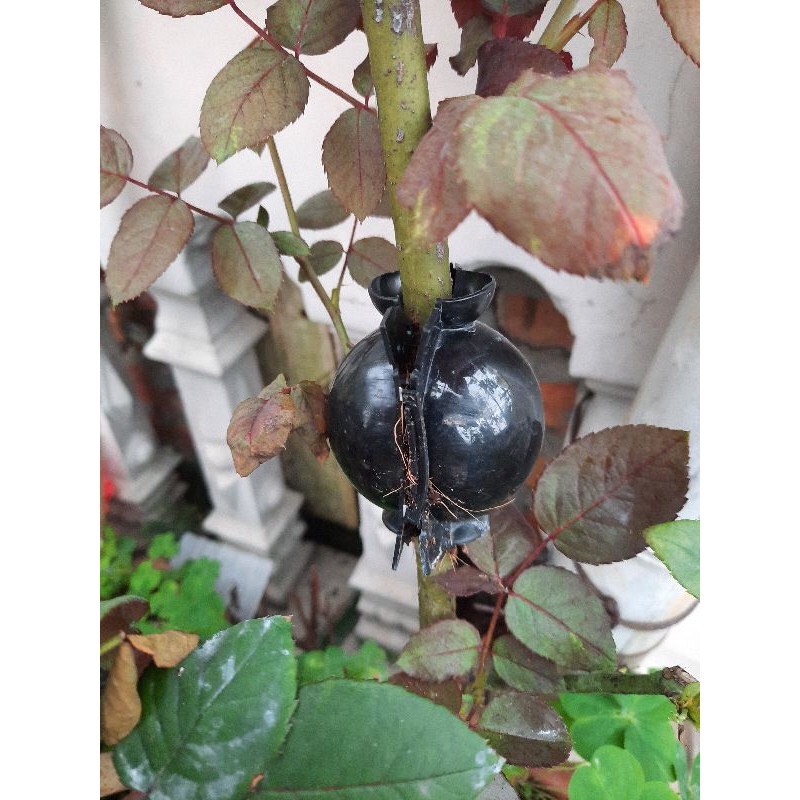 Bầu chiết cây - SIZE L (12cm)