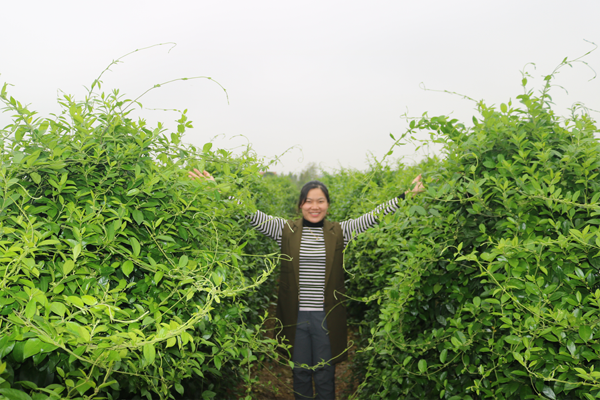 combo 4 cây thìa canh ( tặng 1 cây)